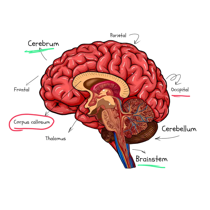 Illustration of the human brain